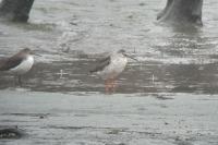 Tringa erythropus