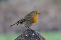 Erithacus rubecula