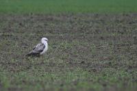 Buteo buteo