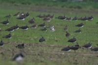 Pluvialis apricaria
