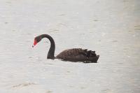 Cygnus atratus