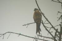 Milvus milvus