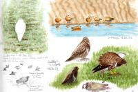Buteo buteo