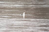 Larus fuscus
