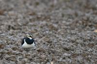 Vanellus vanellus