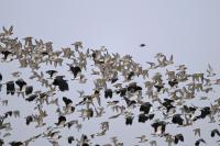Pluvialis apricaria