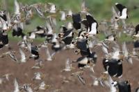 Pluvialis apricaria