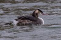Podiceps cristatus