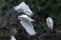 Bubulcus ibis
