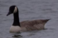 Branta canadensis