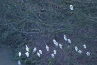 Bubulcus ibis ibis