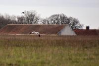 Circus cyaneus