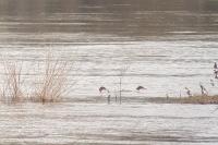 Mergus merganser