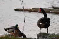 Cygnus atratus