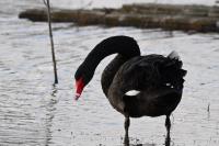 Cygnus atratus