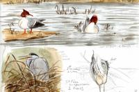 Mergus merganser