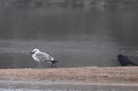 Larus michahellis