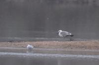 Larus michahellis