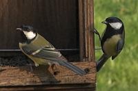 Parus major