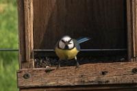 Cyanistes caeruleus