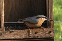 Sitta europaea