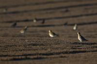 Pluvialis apricaria
