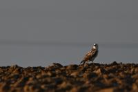 Buteo buteo