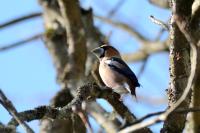 Coccothraustes coccothraustes