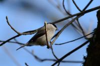 Poecile palustris