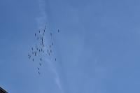 Grus grus