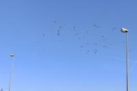 Ciconia ciconia