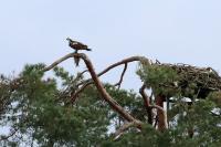 Pandion haliaetus