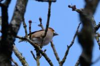 Coccothraustes coccothraustes