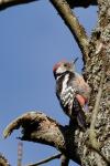 Dendrocopos medius