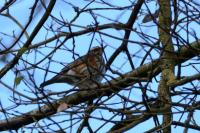 Turdus iliacus