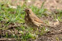 Turdus philomelos