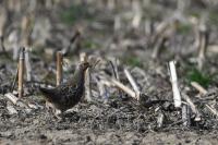 Perdix perdix