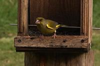 Chloris chloris