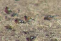 Fringilla montifringilla