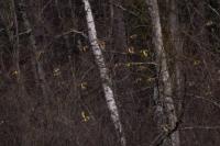 Carduelis carduelis