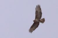 Buteo buteo