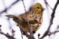 Emberiza citrinella