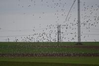 Pluvialis apricaria
