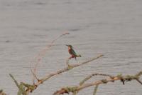 Alcedo atthis