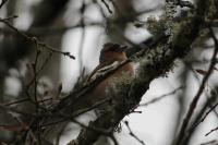 Fringilla coelebs