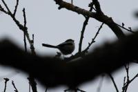 Aegithalos caudatus