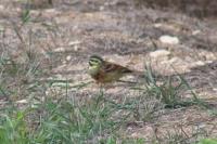Emberiza cirlus