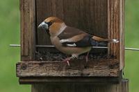 Coccothraustes coccothraustes