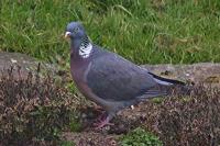 Columba palumbus
