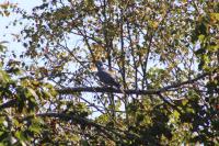 Columba palumbus
